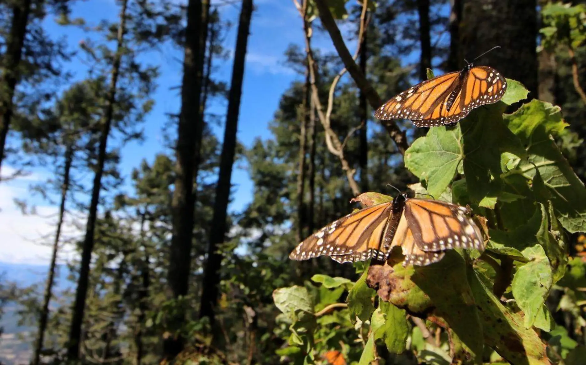 Mariposa Monarca  2